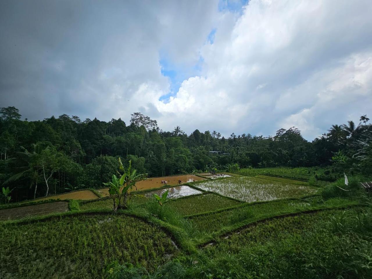 Avocado Homestay Tetebatu Dış mekan fotoğraf