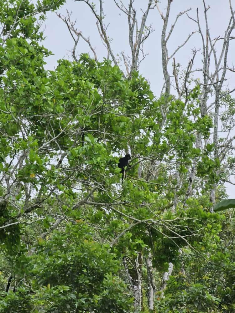 Avocado Homestay Tetebatu Dış mekan fotoğraf