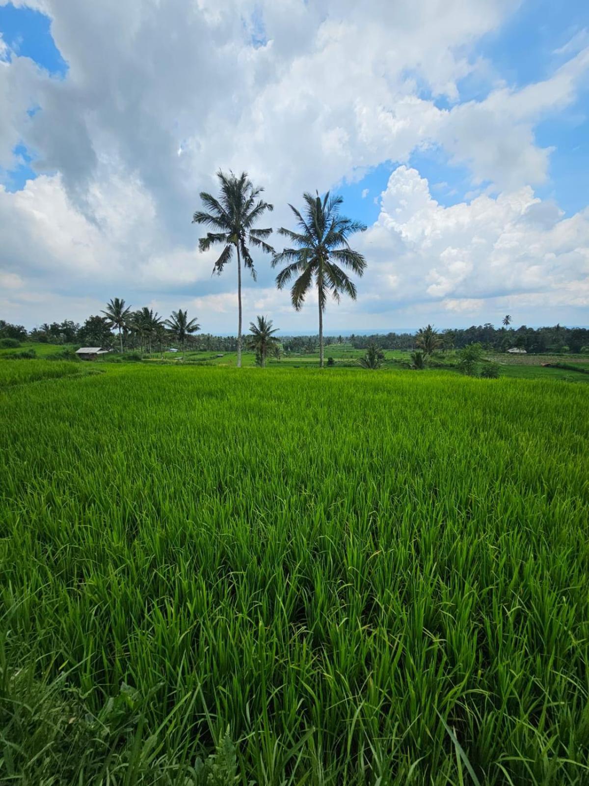 Avocado Homestay Tetebatu Dış mekan fotoğraf