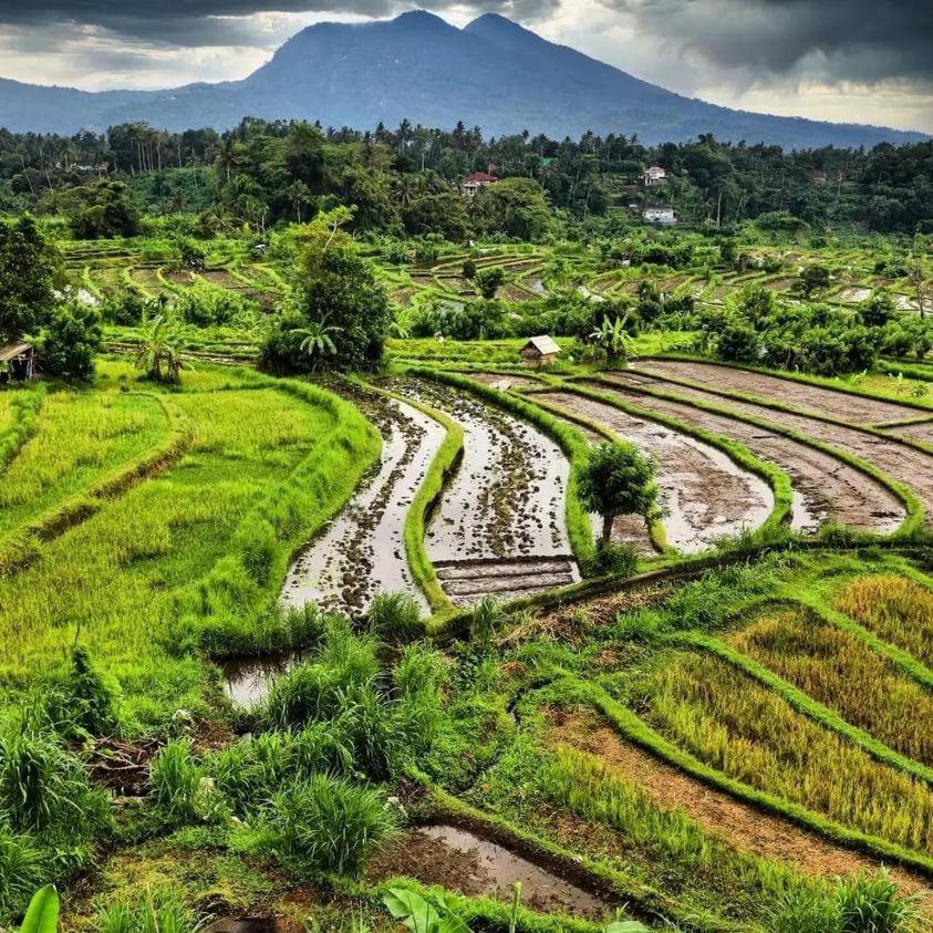 Avocado Homestay Tetebatu Dış mekan fotoğraf