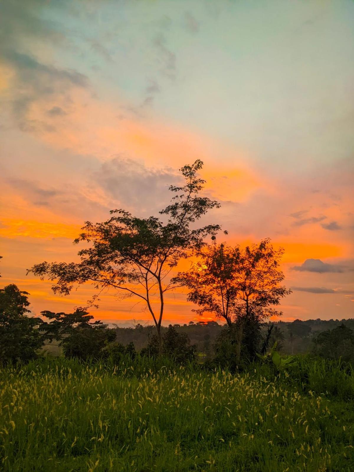 Avocado Homestay Tetebatu Dış mekan fotoğraf