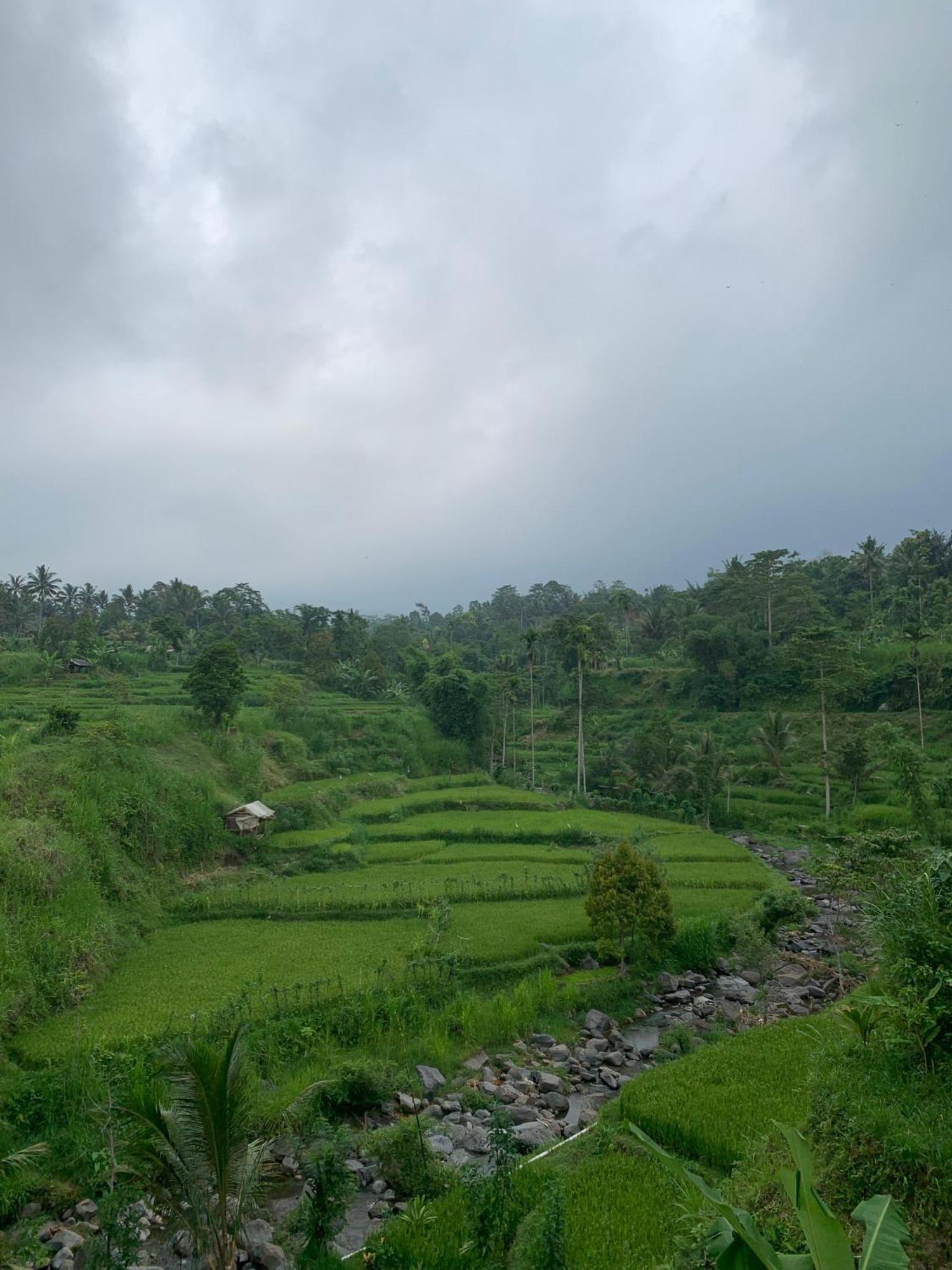 Avocado Homestay Tetebatu Dış mekan fotoğraf