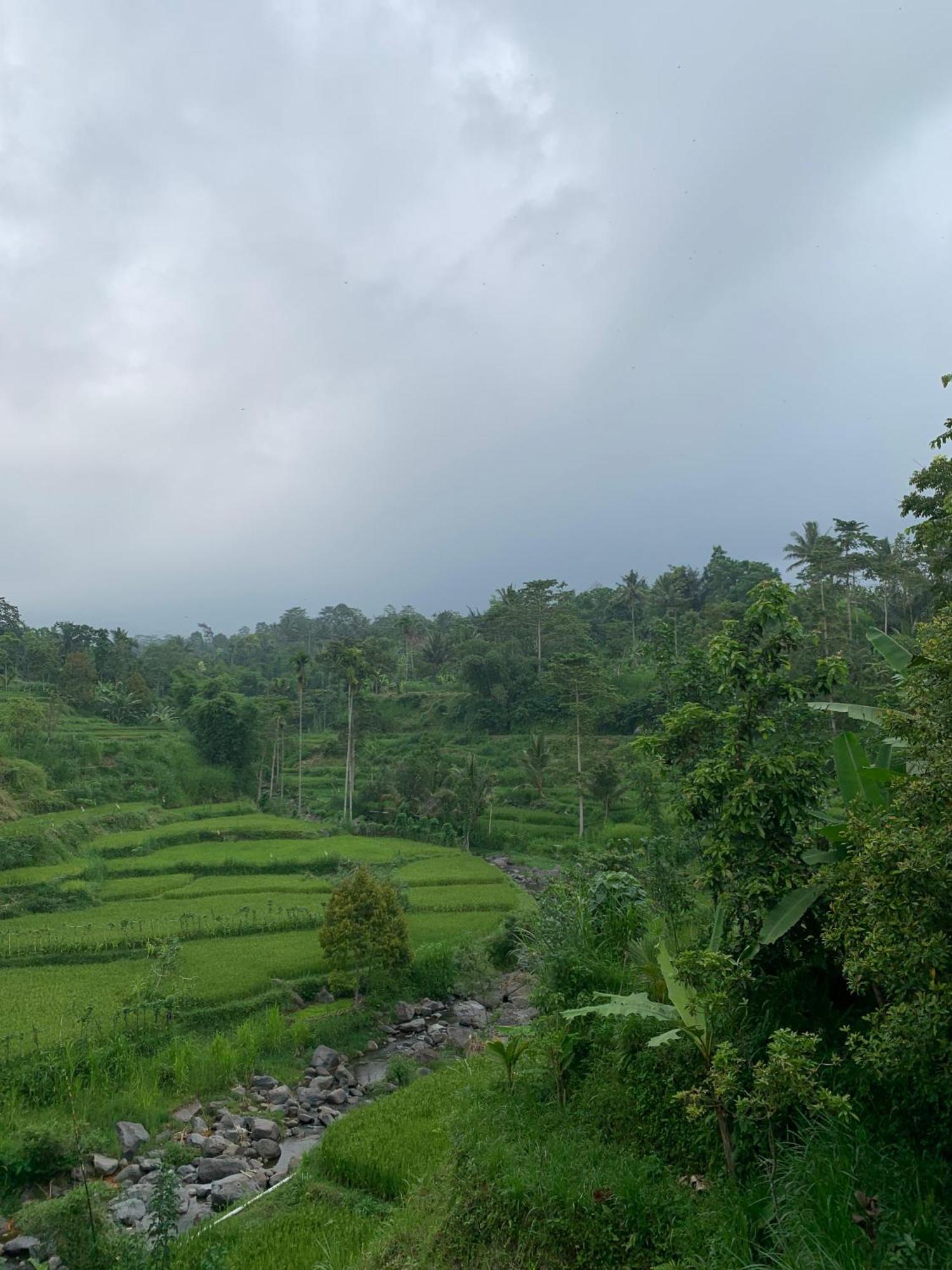 Avocado Homestay Tetebatu Dış mekan fotoğraf