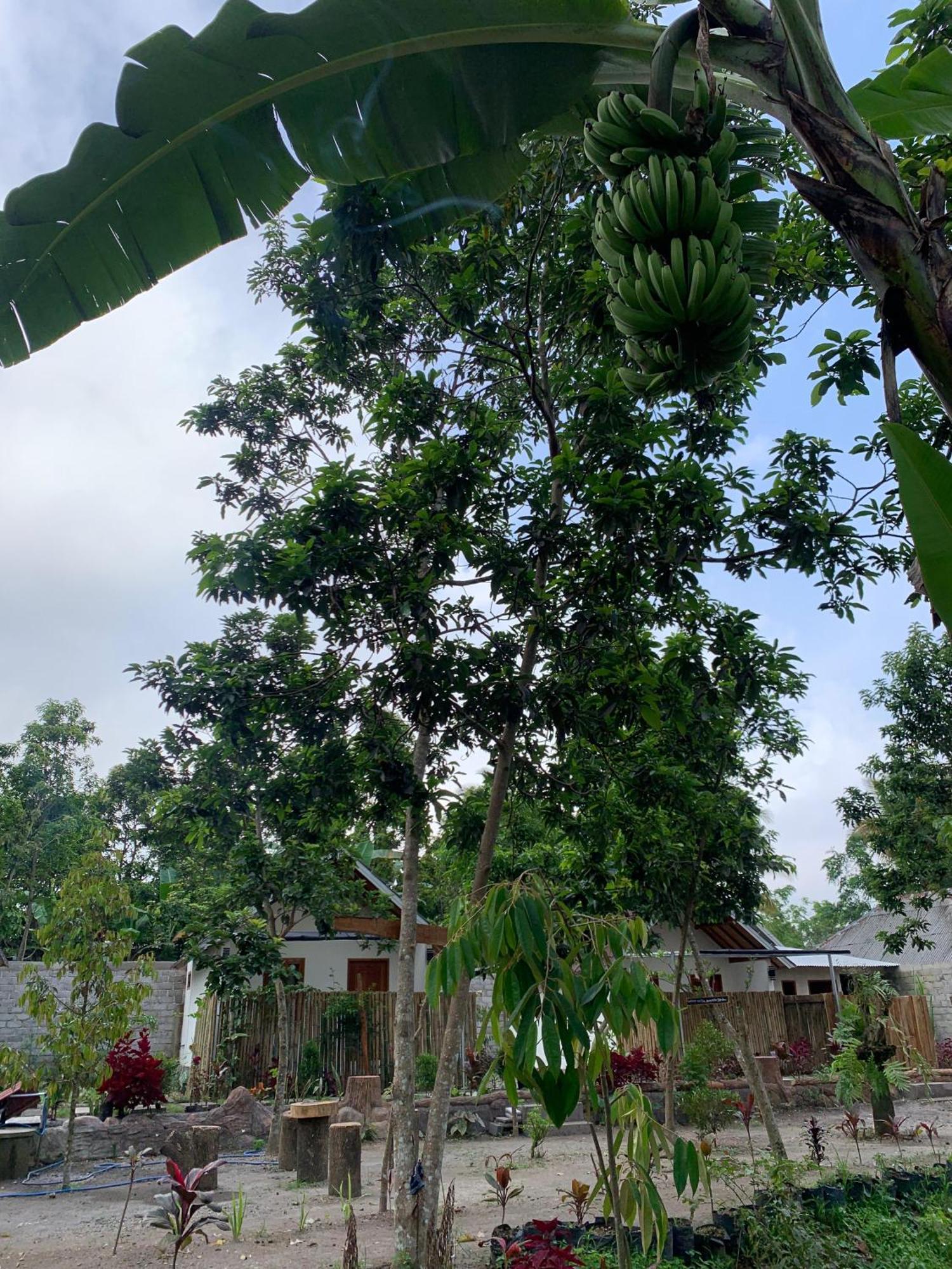 Avocado Homestay Tetebatu Dış mekan fotoğraf