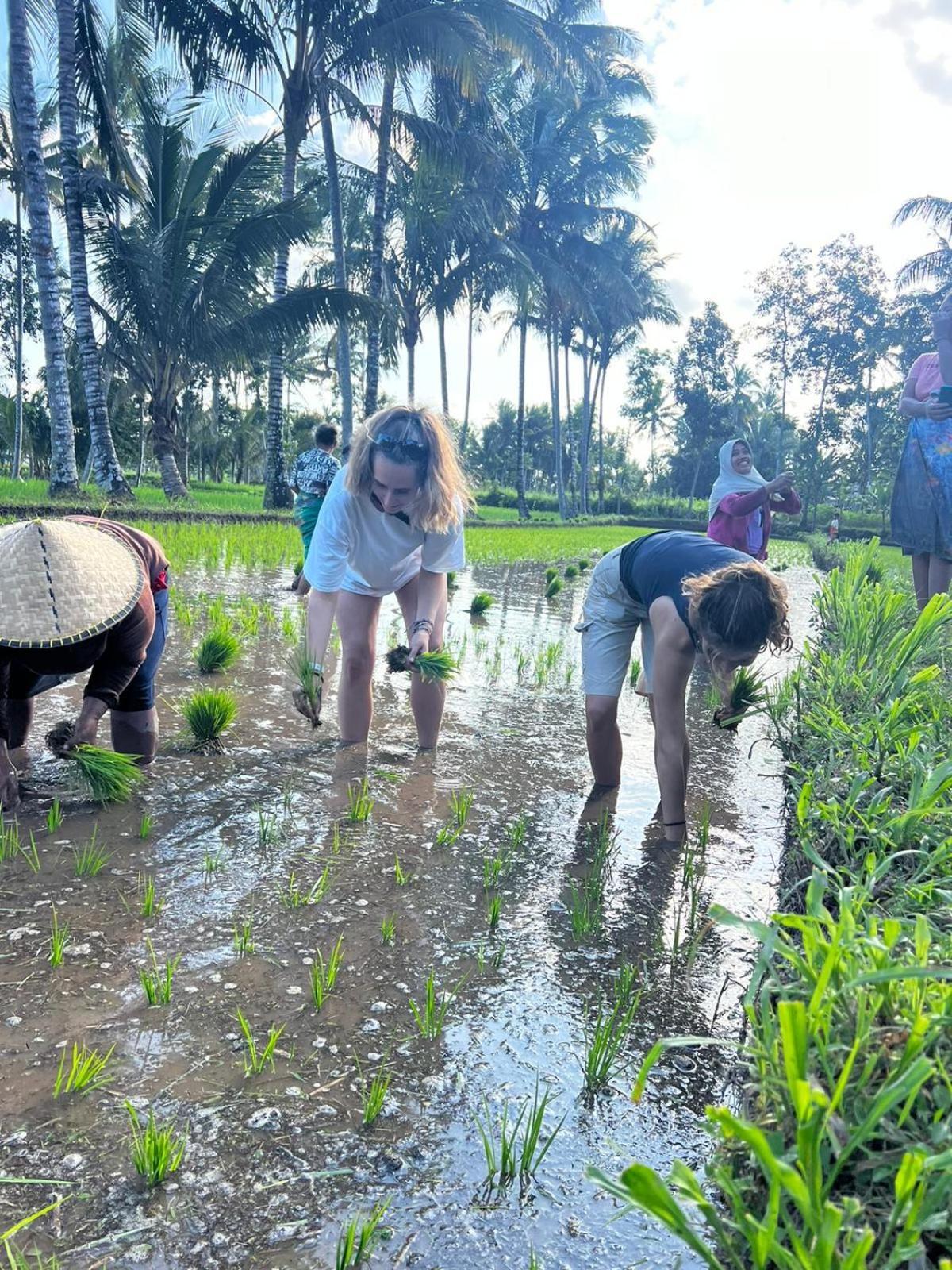 Avocado Homestay Tetebatu Dış mekan fotoğraf