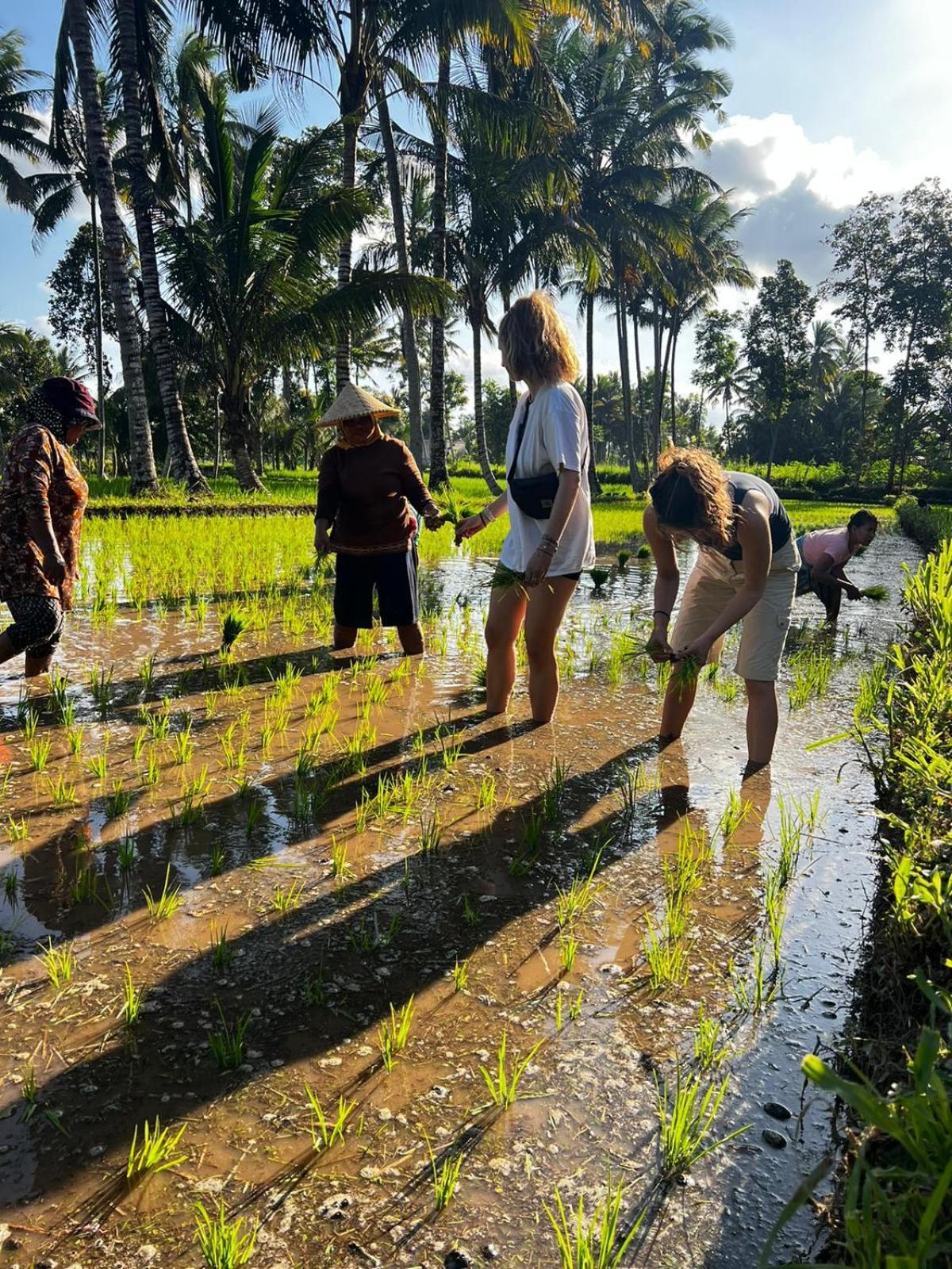 Avocado Homestay Tetebatu Dış mekan fotoğraf