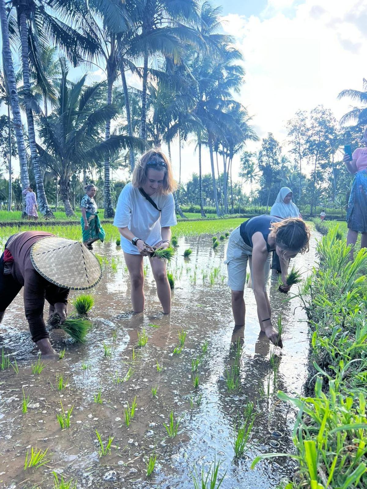 Avocado Homestay Tetebatu Dış mekan fotoğraf